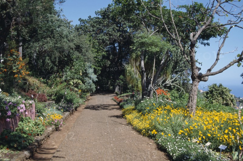 PORTUGAL, Madiera, Jardim Bontanico botanical gardens near Funchal