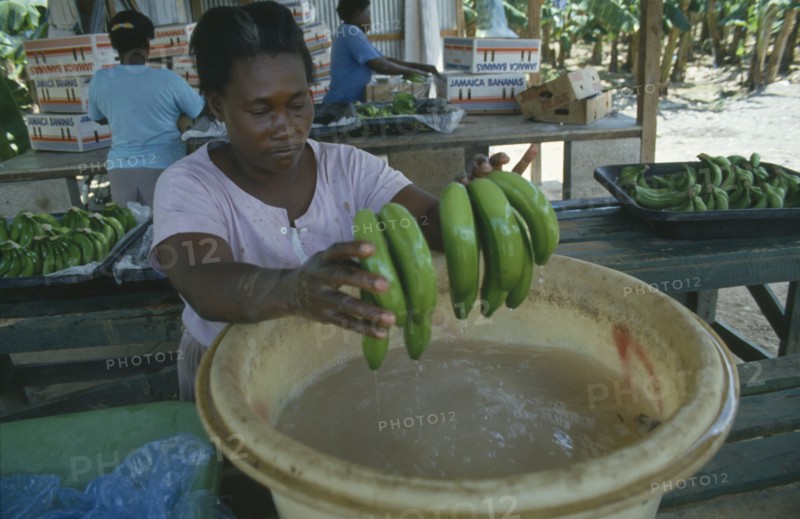 CARIBBEAN, Jamaica, St Marys, Woman dipping bunches of bananas in ripening agent at the Eastern Plantation