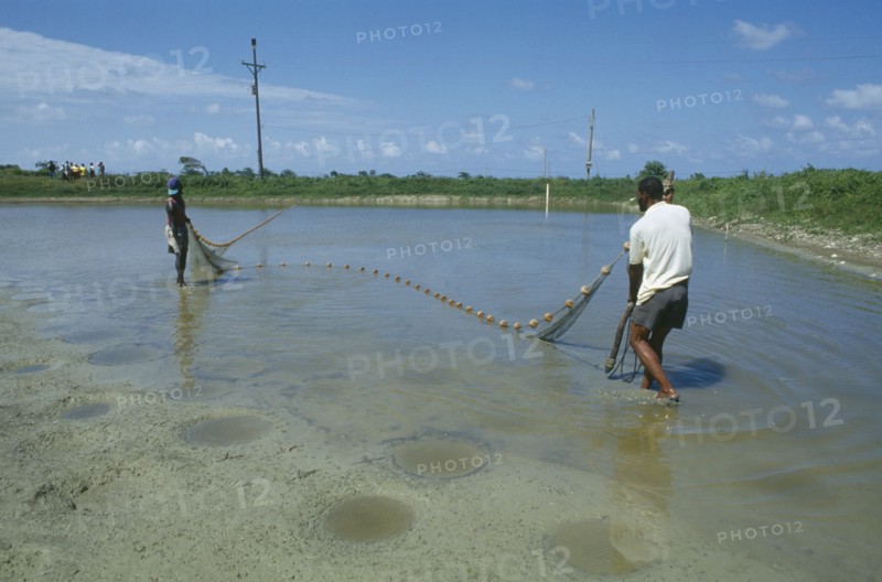 CARIBBEAN, Jamaica, Annotto Bay, Two men pulling in a net in the pool at the fish farm project