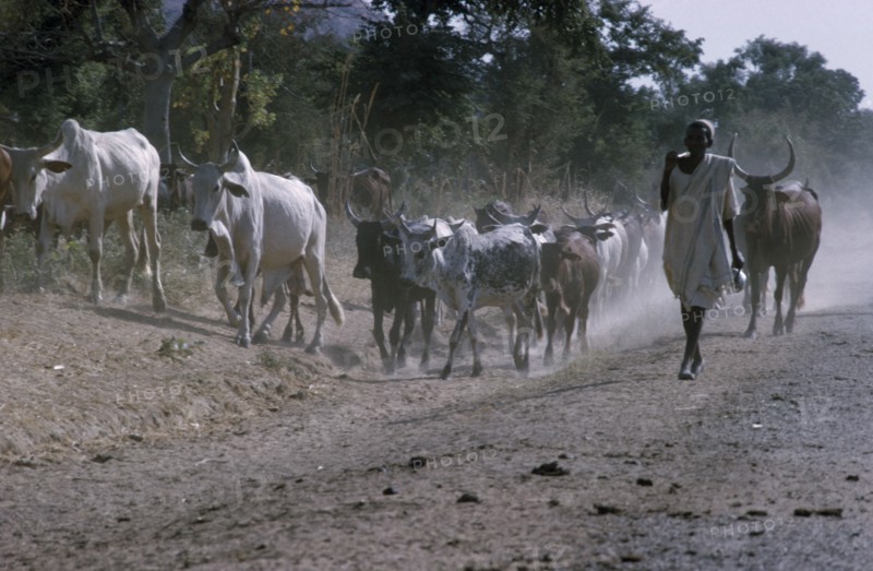 NIGERIA, Agriculture, Herdsman walking along a dusty road with cattle