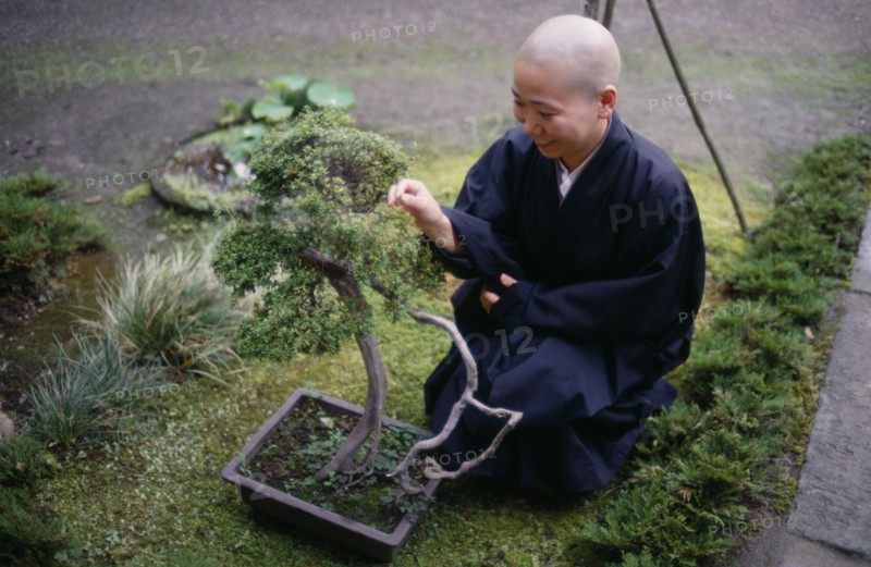 JAPAN, People, Zen Buddhist monk and bonsai tree