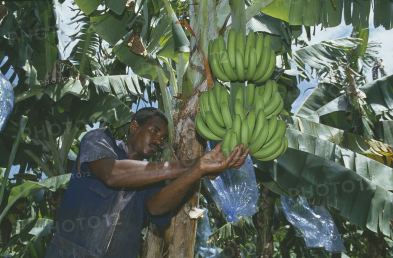 WEST INDIES, Jamaica, St Mary, Man working on a banana plantation.