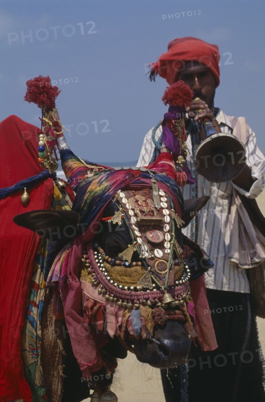 INDIA, Goa, Candolim Beach, Lambani gypsy man playing wind instrument with cow wearing highly decorated harness.