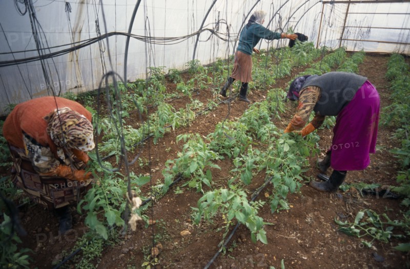 LEBANON, Beirut, Haddas.  Women tending plants in polytunnel on city outskirts.