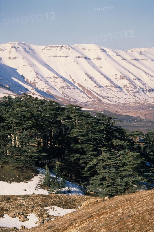 LEBANON, Landscape, Cedars of Lebanon Cedrus lebani.  Ancient trees in forest remnant known as Cedars of the Lord with snow covered mountains behind.