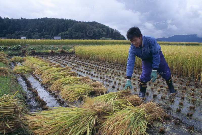 JAPAN, Honshu, Densho en, Young male farm worker harvesting rice