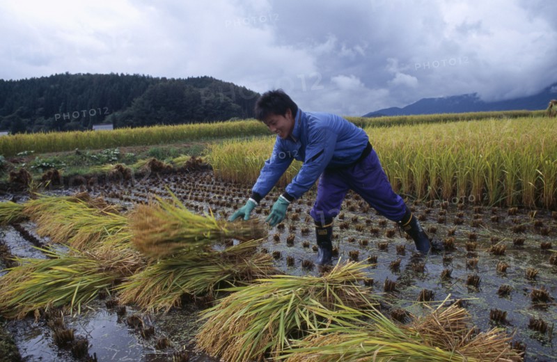 JAPAN, Honshu, Densho en, Young male farm worker harvesting rice
