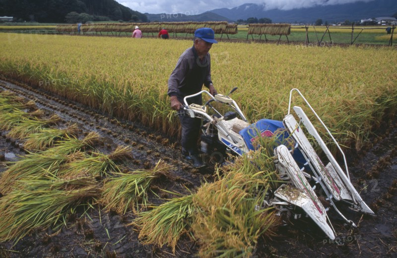 JAPAN, Honshu, Densho en, Farmer using hand powered machine to harvest rice fields