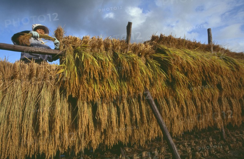 JAPAN, Honshu, Densho en, Female farm worker hanging bales of rice on drying racks with dramatic cloudy sky above