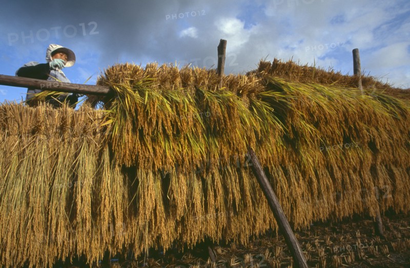 JAPAN, Honshu, Densho en, Female farm worker hanging bales of rice on drying racks with dramatic cloudy sky above