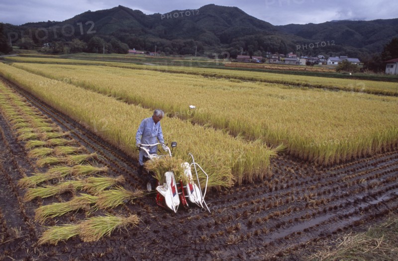 JAPAN, Honshu, Densho en, Male farm worker harvesting rice fields with a hand held machine