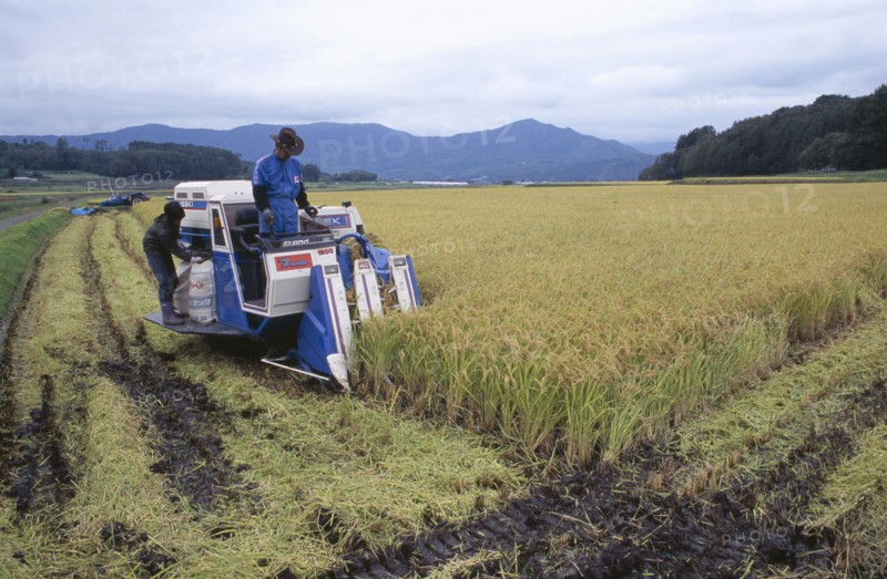 JAPAN, Honshu, Densho en, Male farm workers harvesting rice fields on a motorised harvester