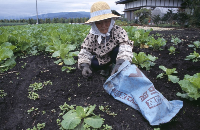 JAPAN, Honshu, Densho en, Woman wearing a hat weeding a vegetable plot
