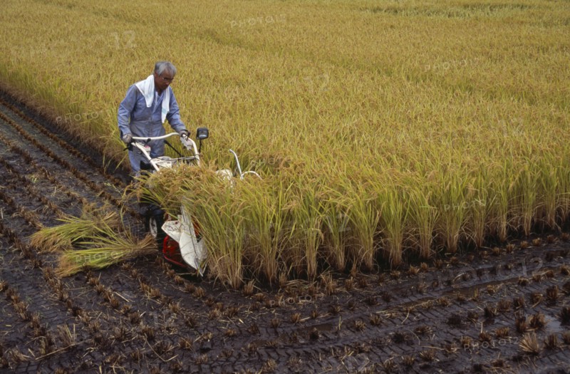 JAPAN, Honshu, Densho en, Farm worker harvesting rice field with hand held machine
