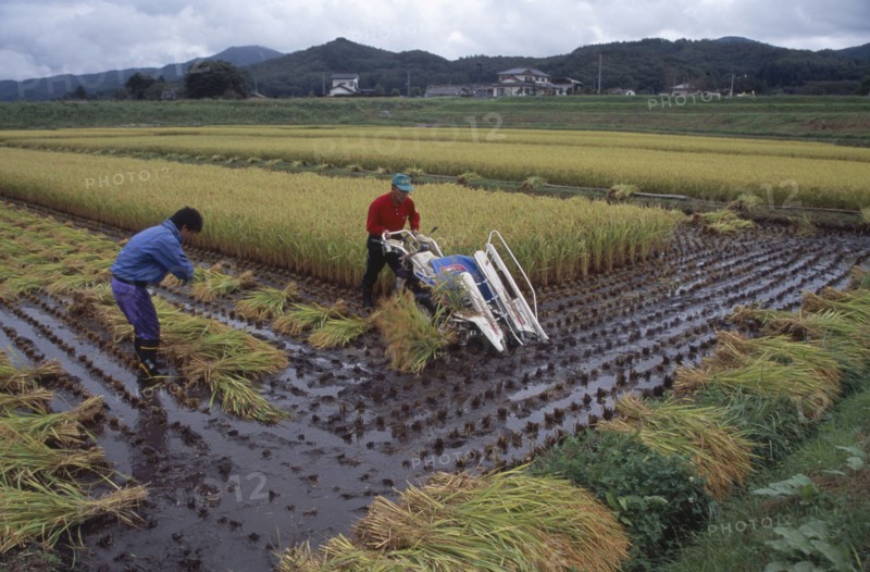JAPAN, Honshu, Densho en, Farm workers harvesting rice field with hand pushed motorised harvester