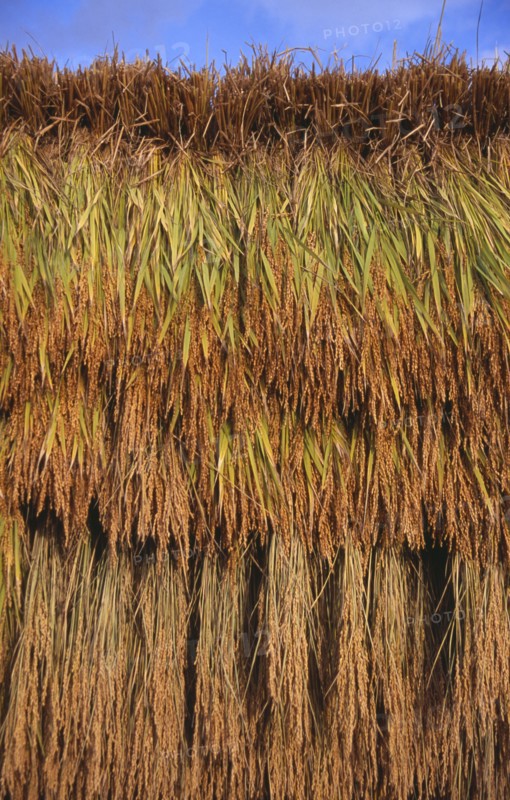 JAPAN, Honshu, Densho en, Bales of rice hanging on drying racks