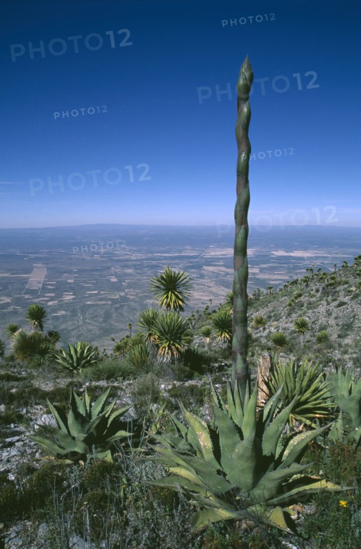MEXICO, San Luis Potosi, Sierra de Catorce, Desert Agave.