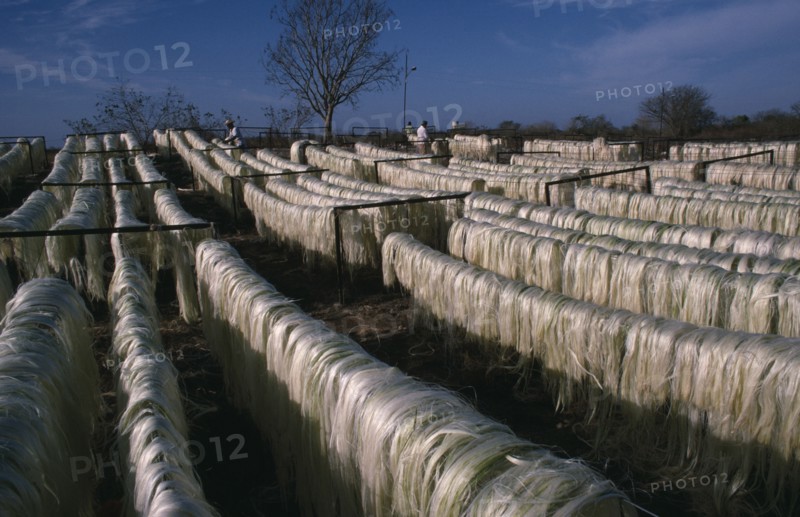 MEXICO, Yucatan, Sisal fibres used to make rope on drying racks near Merida.