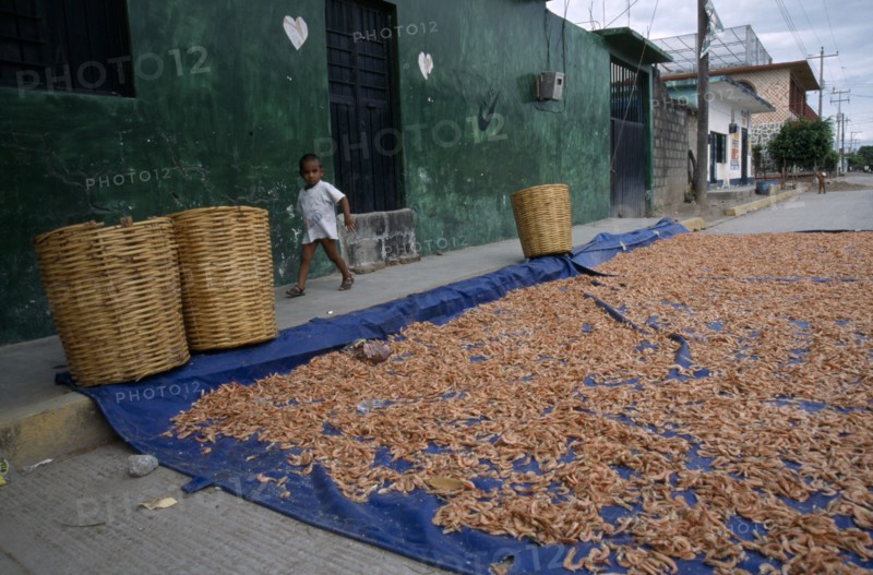 MEXICO, Oaxaca, Juchitan, Shrimps spread out to dry on blue canvas in the street with small boy walking past on the pavement.