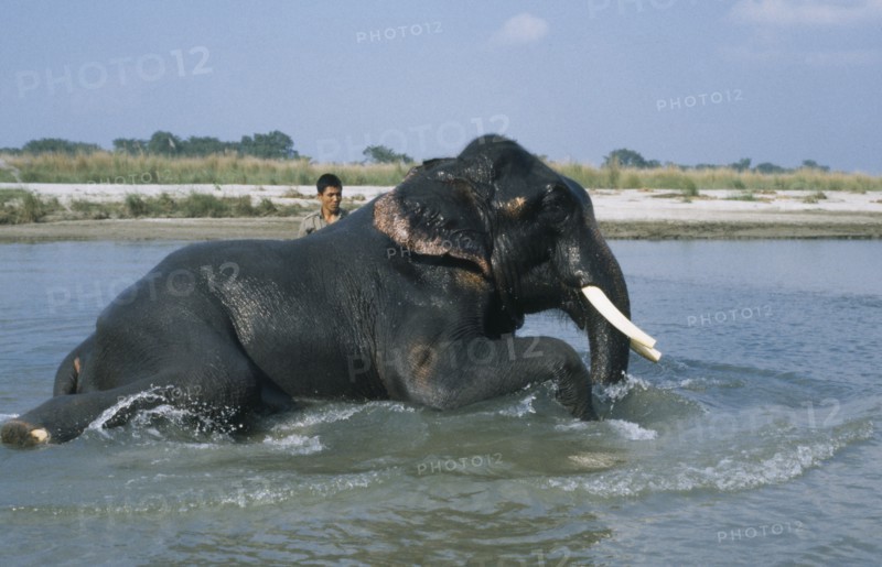NEPAL, Chitwan National Park, Mahout washing a tusker.