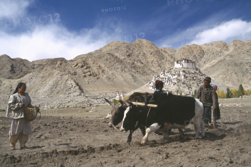 INDIA, Ladakh, "Ploughing with pair of dzo, a hybrid of a yak and a domesticated cow during potato harvest in mountainous landscape."
