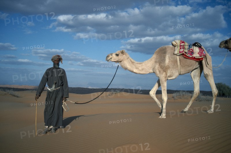 OMAN, Wahiba Sands, Bedouin man leading camel across sand.