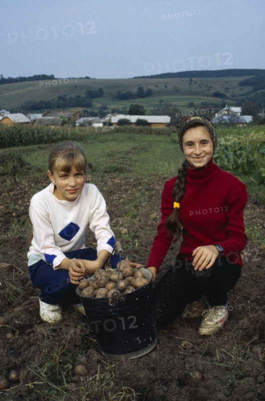 UKRAINE, Ivano Frankivsk, Girls helping with potato harvest.