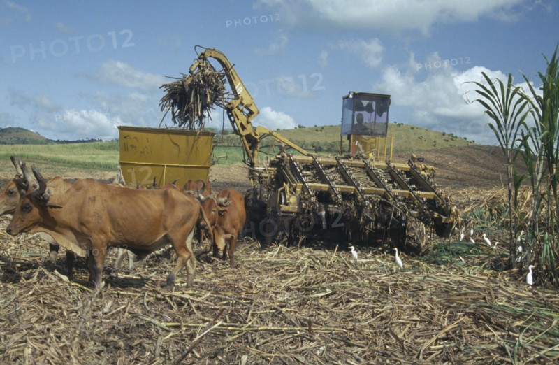 WEST INDIES, Dominican Republic, Harvesting sugar cane with mechanical harvester loading trailer pulled by team of bullocks.