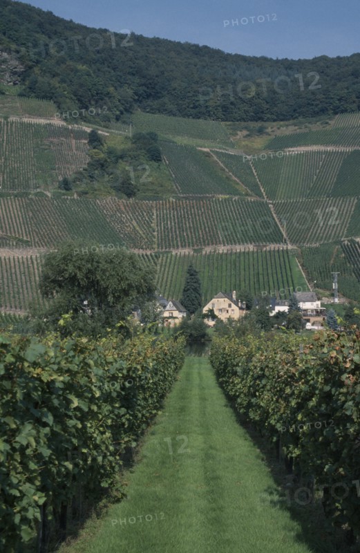 GERMANY, Mosel, Vineyards in the Mosel valley.