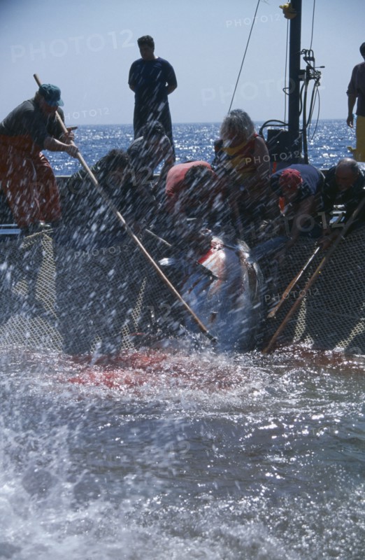 ITALY, Egadi Islands, "The Mattanza ritual method of netting and killing tuna fish in late Spring.  The fish are pushed into a net  enclosure, the Camera della morte and speared or hooked."