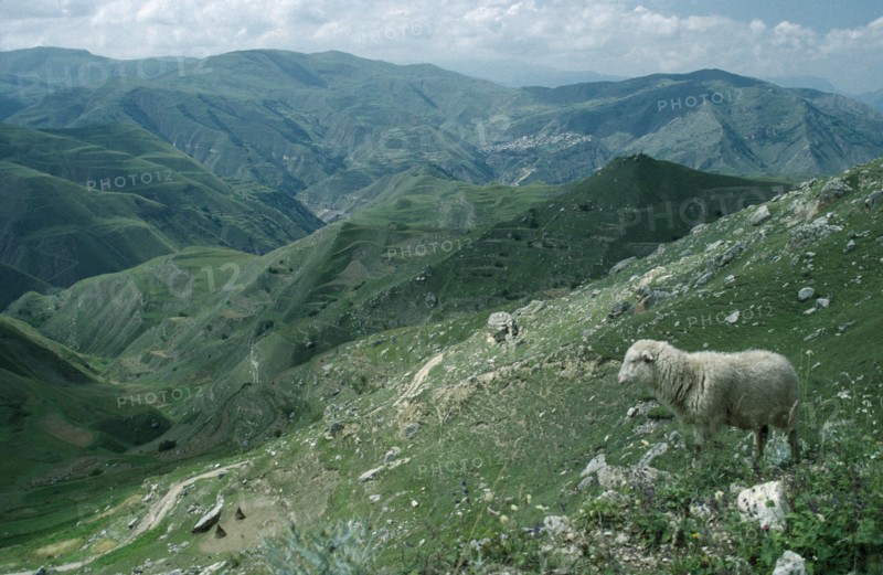 RUSSIA, Dagestan, Old silk road through mountain landscape with sheep on rocky hillside in the foreground.
