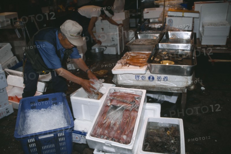 JAPAN, Honshu, Tokyo, Tsukiji fish market.  Man packing squid or octopus in ice.