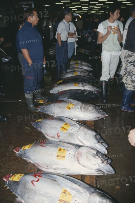 JAPAN, Honshu, Tokyo, Tsukiji Market.  Tuna fish for sale and buyers.
