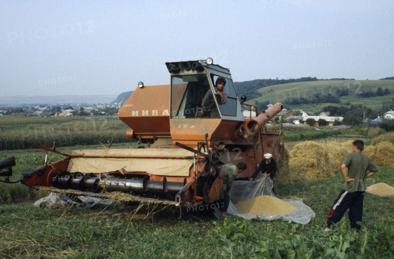 UKRAINE, Ivano Frankivsk, Agricultural workers collecting grain from combine harvester in plastic sheet.