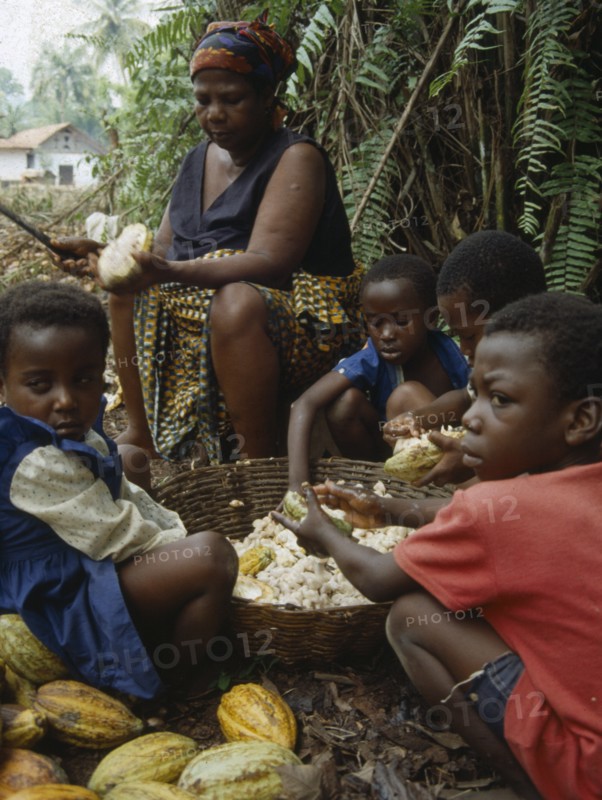 GHANA, Farming, Mother and children husking cocoa pods