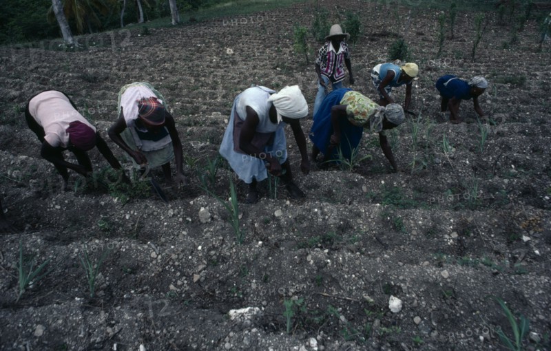 WEST INDIES, Haiti, People, Agricultural workers.