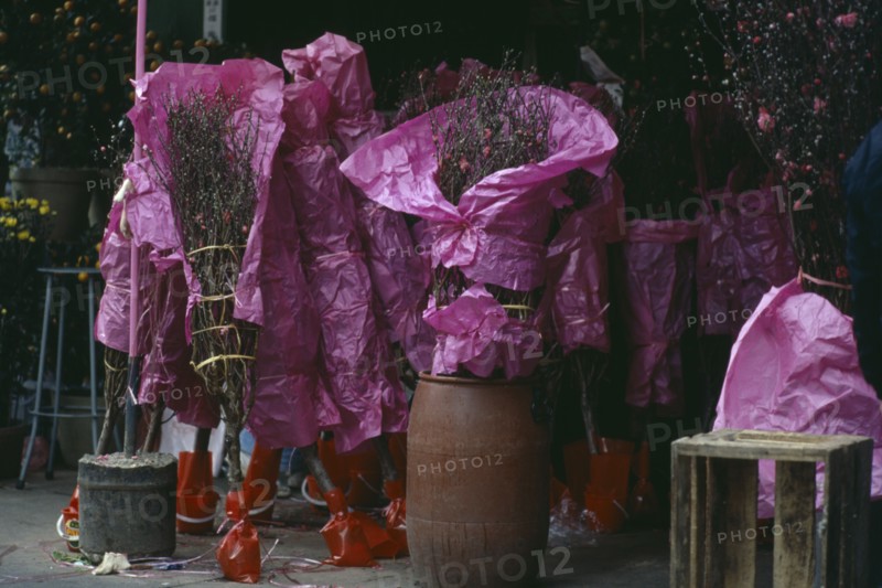 HONG KONG, Festivals, Blossom trees wrapped in pink paper for sale for Chinese New Year celebrations.