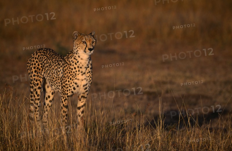 KENYA, Masai Mara, Single cheetah standing on grassland plains.