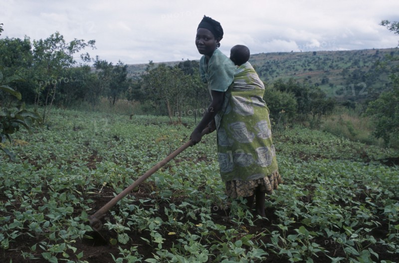 TANZANIA, West, Great Lakes Region, Woman refugee working in a cassava field carrying her baby on her back while hoeing.