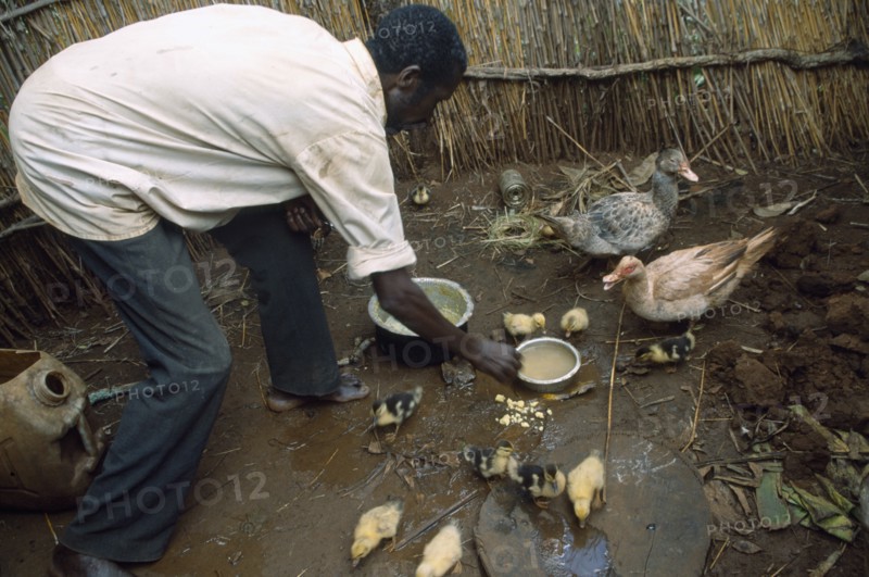 TANZANIA, West, Great Lakes Region, Self Reliance Project.  Refugee feeding ducks and ducklings.