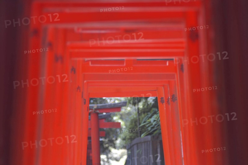 JAPAN, Honshu, Tokyo, Nezu. The vermillion torii entrance gates at the Inari shrine of Nezu-Jinja