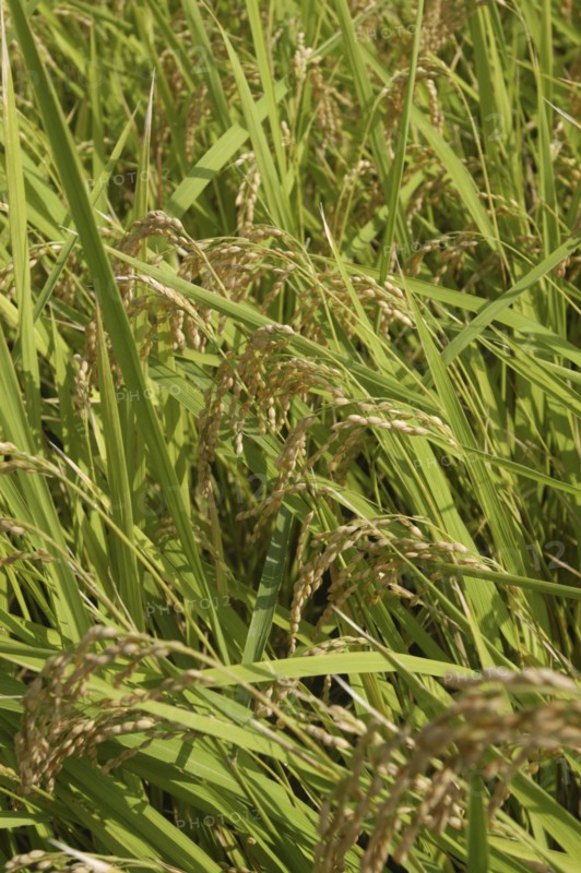 JAPAN, Chiba, Tako, Close up of Koshi Hikari rice in field ready to be harvested