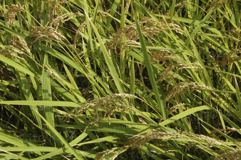 JAPAN, Chiba, Tako, Close up of Koshi Hikari rice in field ready to be harvested