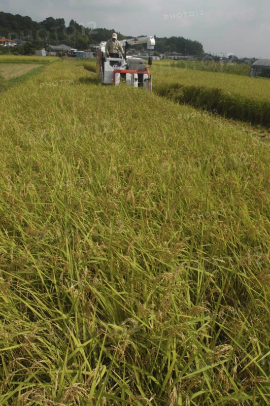 JAPAN, Chiba, Tako, Koshi Hikari rice being harvested with rice combine at work and the village in the background