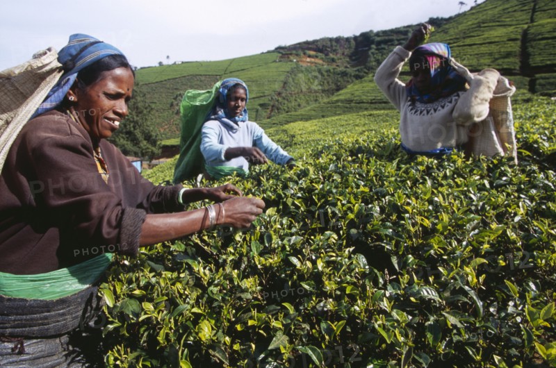 SRI LANKA, Agriculture, Tea, Female tea pickers working on Labookellie Tea Estate near Nuwara Eliya.