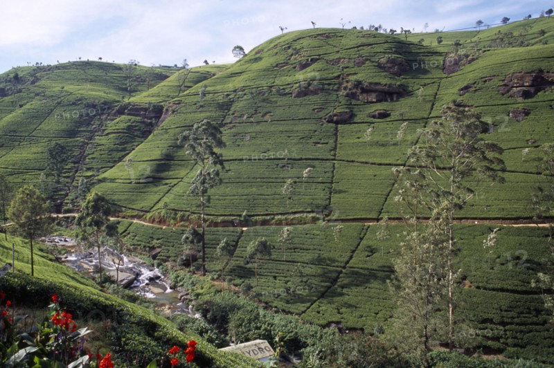 SRI LANKA, Near Nuwara Eliya, View over plantation on Labookellie Tea Estate