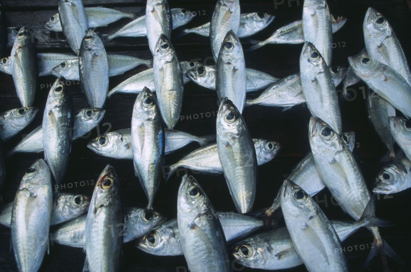 SRI LANKA, Weligama, Fish laid out to dry