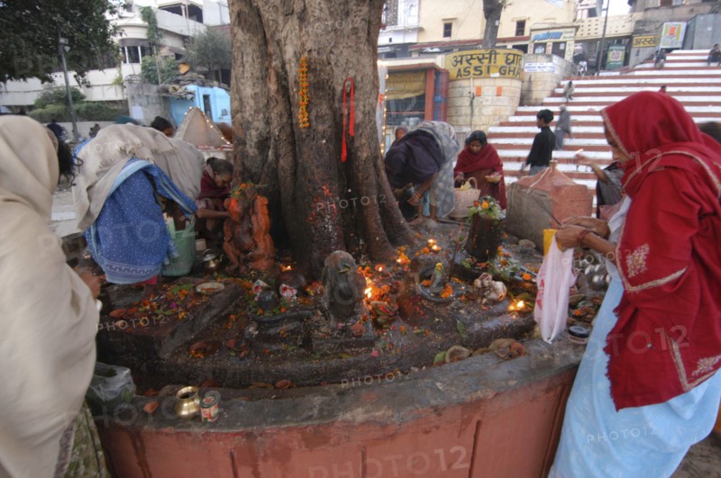 INDIA, Uttar Pradesh, Varanasi, Hindu women worshipping Shiva Lingams around a chautara tree at Asi Ghat