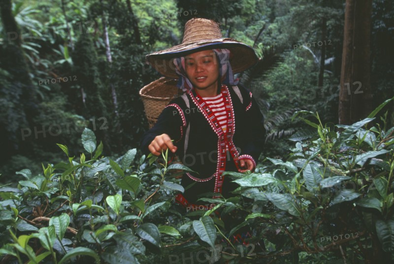 THAILAND, Chiang Mai, Chiang Dao District, Lahu woman picking tea on a plantation