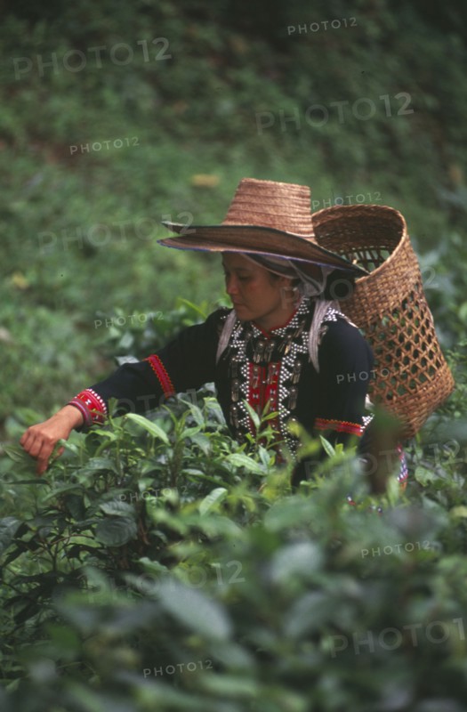 THAILAND, Chiang Mai, Chiang Dao District, Lahu woman picking tea on a plantation